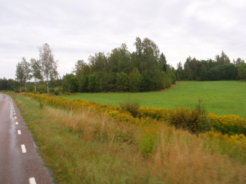 Ragweed and fields of grass.